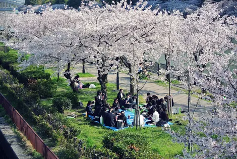 Hanami au Parc Sakuranomiya Hanami au Parc Sakuranomiya