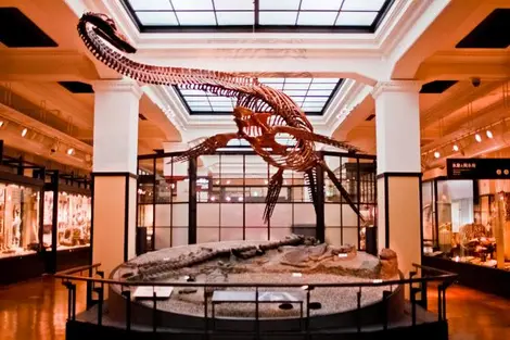 Interior del museo de Historia Natural de Ueno