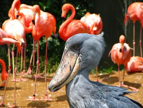 Un picozapato y flamencos rosas en el zoo de Ueno, Tokio