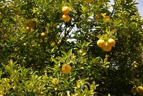 Yuzu Yuzu