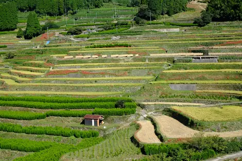 Les rizières Hoshino Les rizières Hoshino