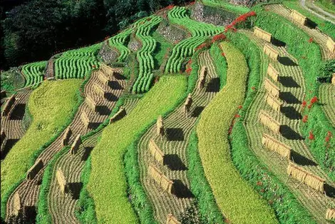 Le village Hoshino Le village Hoshino