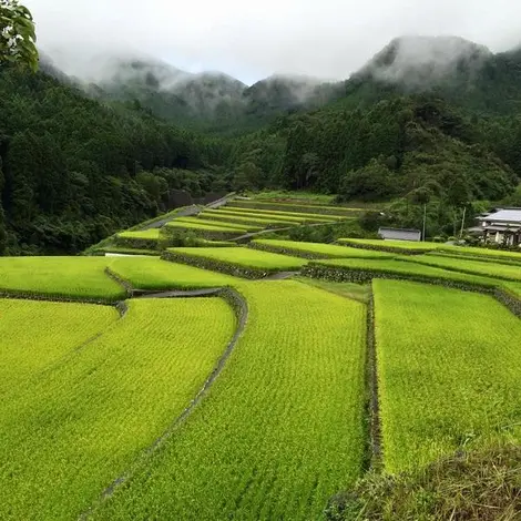 Toho Village  