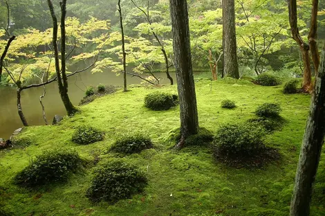 Jardin de mousse du temple Saihō-ji, près de Kyōto (Patrimoine mondial de l'UNESCO). Jardin de mousse du temple Saihō-ji, près de Kyōto (Patrimoine mondial de l'UNESCO).