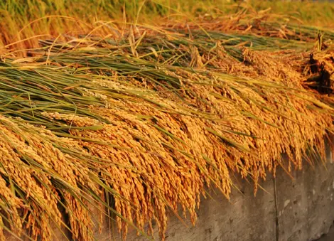 Au début de l'automne on récolte le riz qui servira à faire du sake puis du vinaigre. 