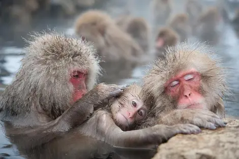 Les singes se délectent des sources chaudes (onsen) Les singes se délectent des sources chaudes (onsen)