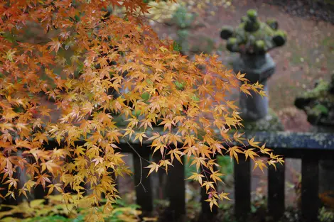 Kôyô du Taiyuin-byo à Nikko (préfecture de Tochigi)