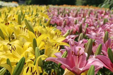 Le jardin aux lys Dondendaira