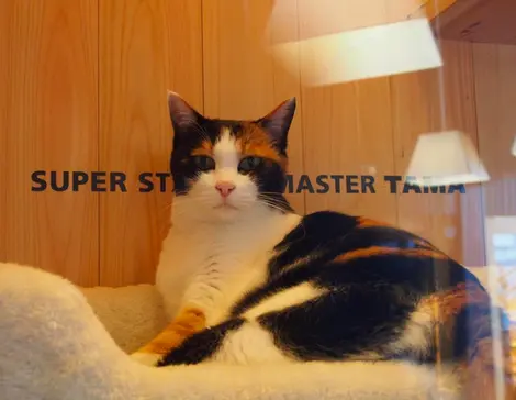 Tama le chat chef de gare à la la gare de Kishi Tama le chat chef de gare à la la gare de Kishi