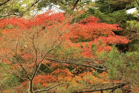 Quelque 200 arbres de 5 espèces différentes rougissent dans le parc Momijidani