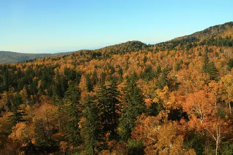 Les forêts sur les flancs du mont Asahidake