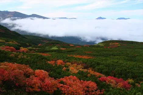 Le parc de Daisetsuzan dans la brume automnale