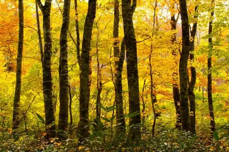 The Buna no mori forest in autumn during the koyo