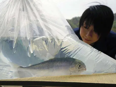 kunimasu-poisson kunimasu-poisson