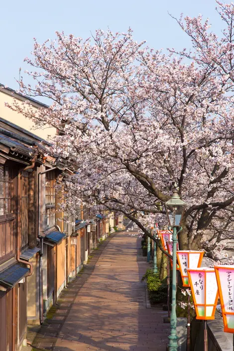 kazue-machi-sakura kazue-machi-sakura