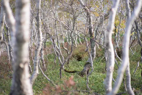 La foret du mont Apoi