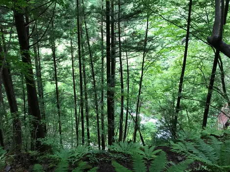 La vallée de Gandate Chaya, près de Takayama