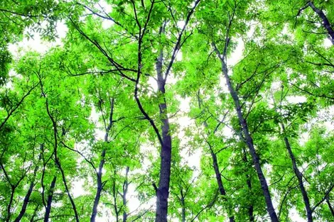 The forests of the Kunisaki peninsula