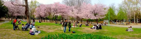 Cerisiers en fleurs dans le parc Maruyama