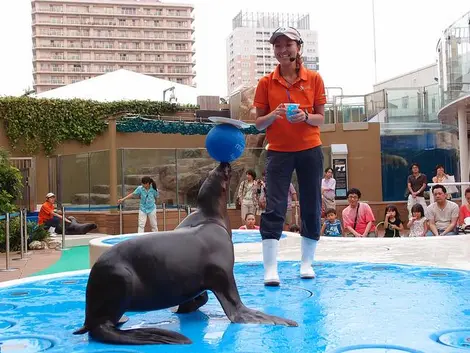 Spectacle des otaries à l'aquarium de Sunshine city (Ikebukuro, Tokyo) Spectacle des otaries à l'aquarium de Sunshine city (Ikebukuro, Tokyo)