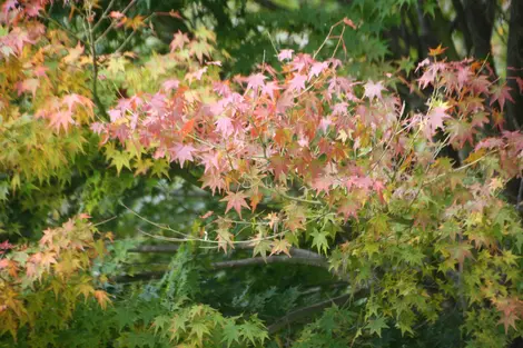 Kôyô dans les gorges de Kankakei.