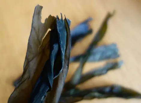 Une feuille d'algue konbu bretonne Une feuille d'algue konbu bretonne