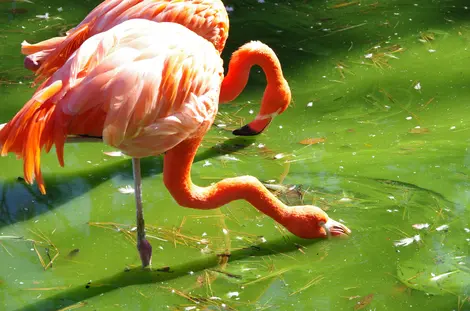 flamants roses flamants roses