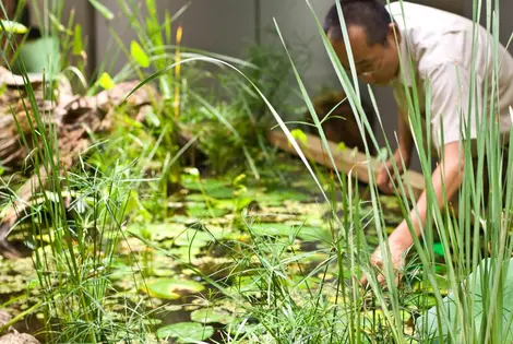 Jardinage au sein de lImmeuble de Pasona Jardinage au sein de lImmeuble de Pasona