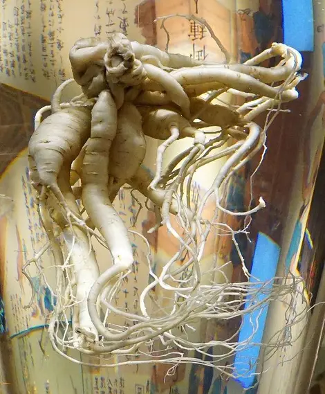 ginseng ginseng