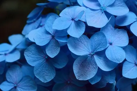 hortensias hortensias