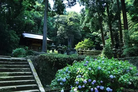 gessho-ji-fortensias gessho-ji-fortensias