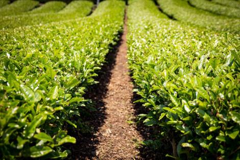 Détail champs de thé vert de Wazuka
