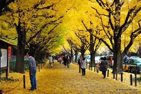 Automne Aoyama Automne Aoyama