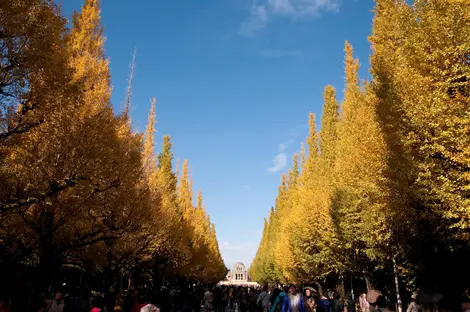 Les arbres de Meiji-jingu Les arbres de Meiji-jingu