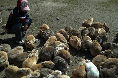 Les lapins de Okunoshima Les lapins de Okunoshima