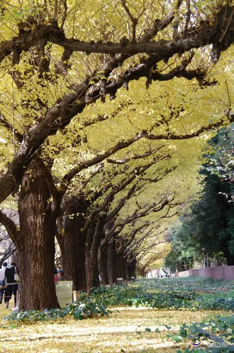Le jardin Meiji jingu à Tokyo Le jardin Meiji jingu à Tokyo