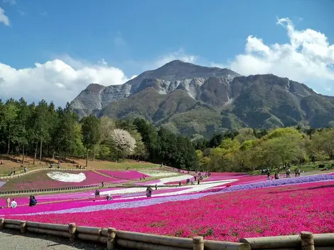 shibazakura-parc-hitsujiyama shibazakura-parc-hitsujiyama