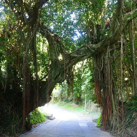 porte-banian-takeshima porte-banian-takeshima