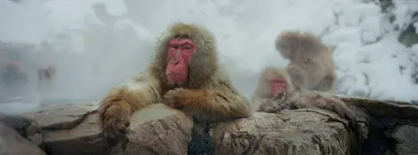 Les singes de Jigokudani Les singes de Jigokudani