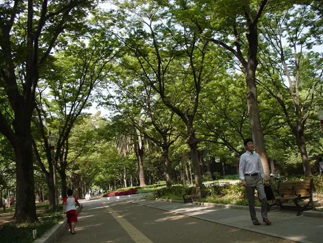 Les allées ombragées du parc Utsubo, en plein coeur d'Osaka. Les allées ombragées du parc Utsubo, en plein coeur d'Osaka.