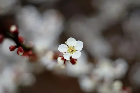 Une fleur de prunier blanche Une fleur de prunier blanche