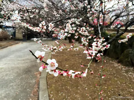 Un prunier blanc et rose du Parc Hanegi