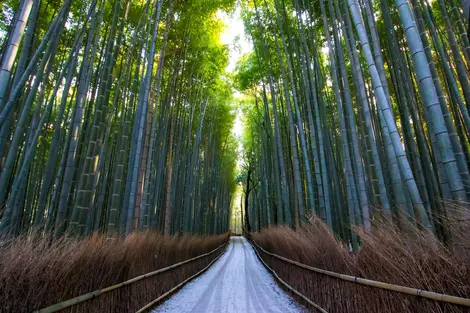 Bambouseraie d'Arashiyama en hiver Bambouseraie d'Arashiyama en hiver