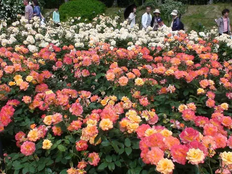 Roseraie du parc Utsubo à Osaka Roseraie du parc Utsubo à Osaka