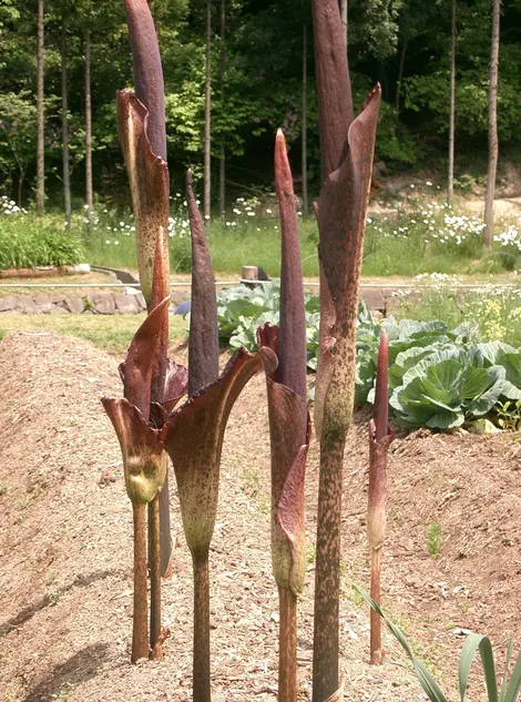 Konjac : la plante Konjac : la plante