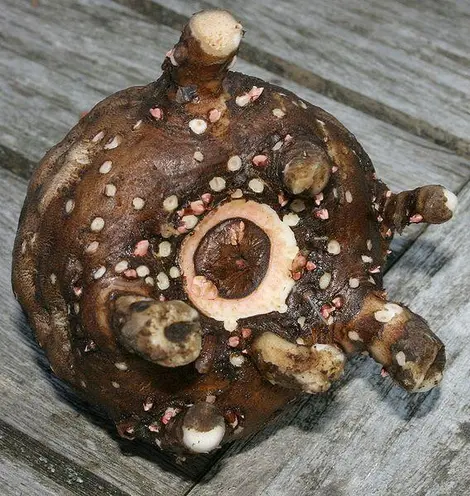 Le rhizome du konjac Le rhizome du konjac