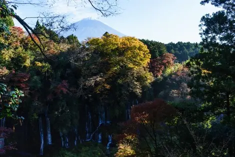fuji_shiraito fuji_shiraito