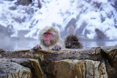 Singes du parc Jigokudani Singes du parc Jigokudani