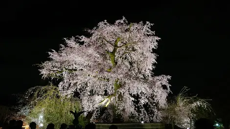 Le magnifique cerisier du parc Maruyama Le magnifique cerisier du parc Maruyama