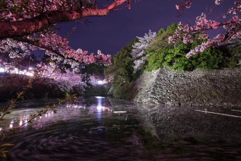 The cherry blossom festival at Koriyama castle in Nara